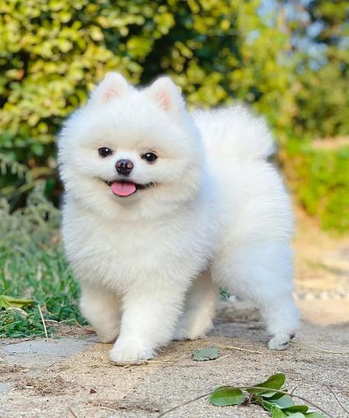 请问家里养什么狗狗好?家里面养什么狗好