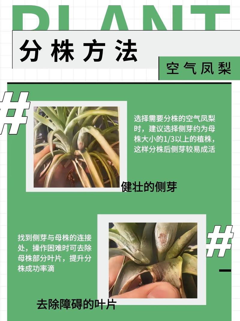 空气凤梨怎么繁殖可以扦插吗?空气凤梨怎么栽种