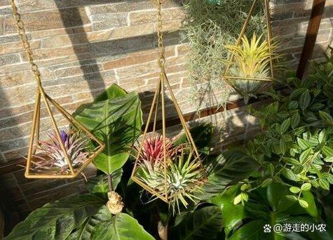 空气凤梨怎么繁殖可以扦插吗?空气凤梨怎么栽种