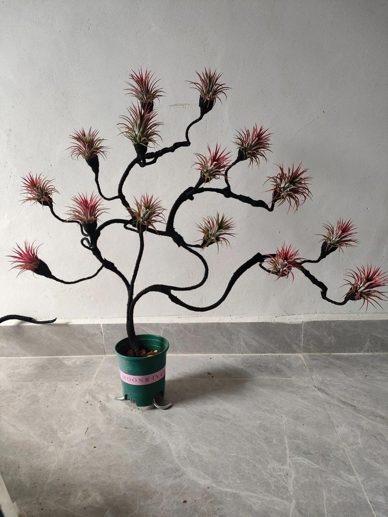 空气凤梨怎么繁殖可以扦插吗?空气凤梨怎么栽种