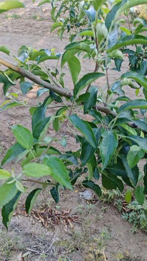 苹果树为何不结果？苹果树为什么不接果