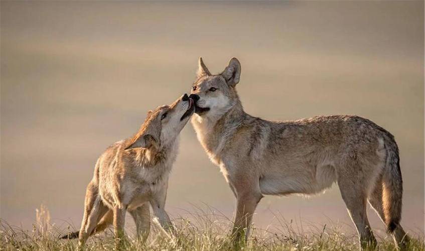 狼的咬合力有多大?一头狼的咬合力