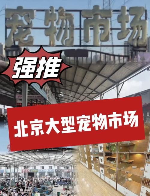 廊坊乐晟花鸟鱼虫市场?廊坊乐晟花鸟鱼虫市场地址