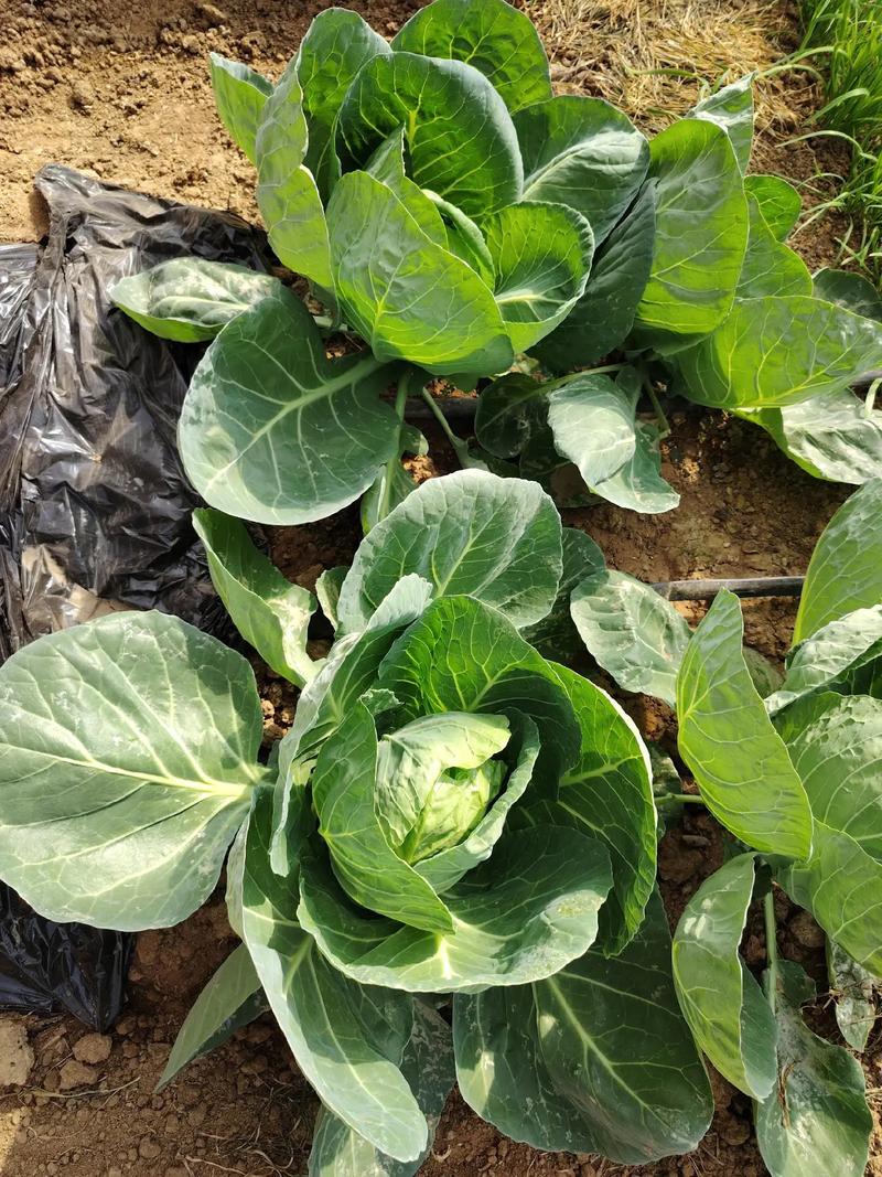 卷心菜什么季节种?卷心菜什么季节种合适