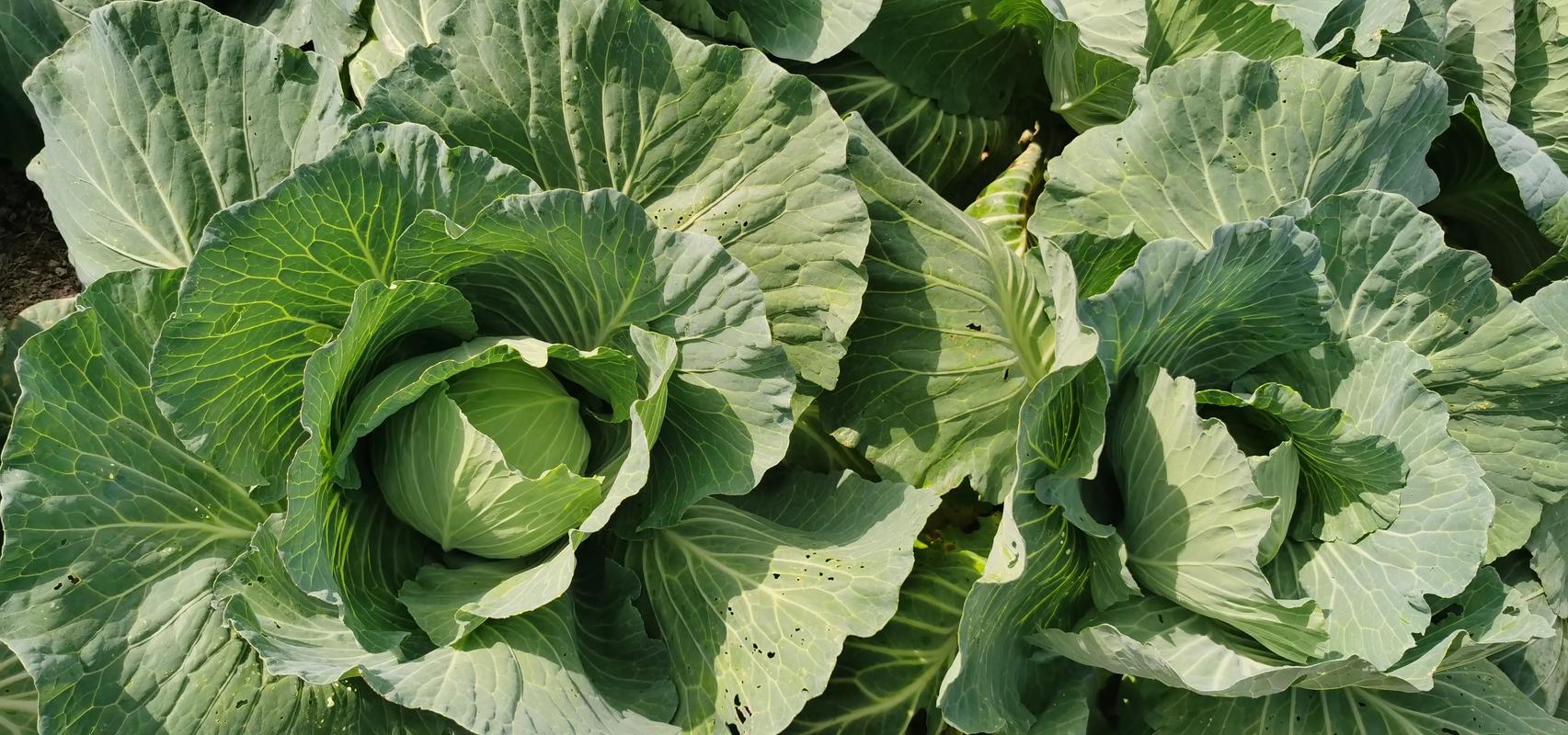 卷心菜什么季节种?卷心菜什么季节种合适