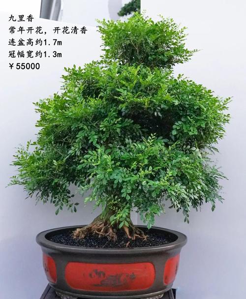 九里香的养殖方法和注意事项(总结篇)?九里香的养殖方法和注意事项视频