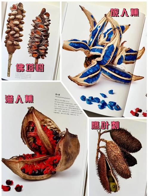 奇迹果实可以吃多少点?奇迹果实有什么用