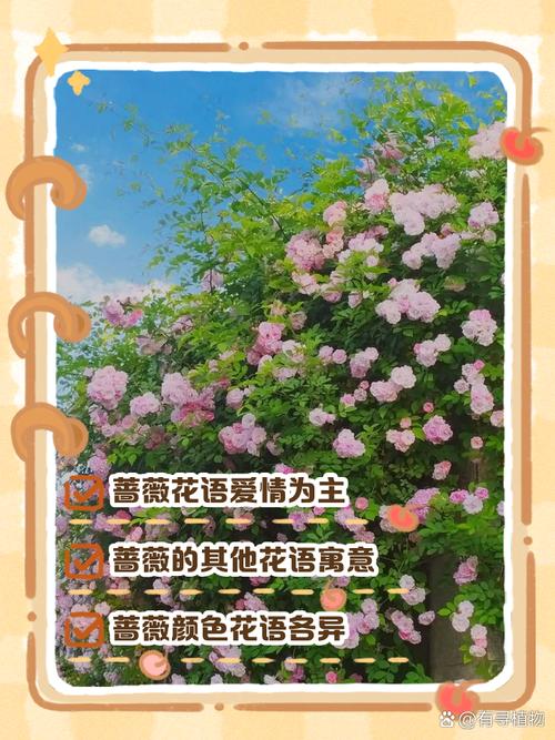 蔷薇别名和花语以及故事?蔷薇别名和花语以及故事介绍