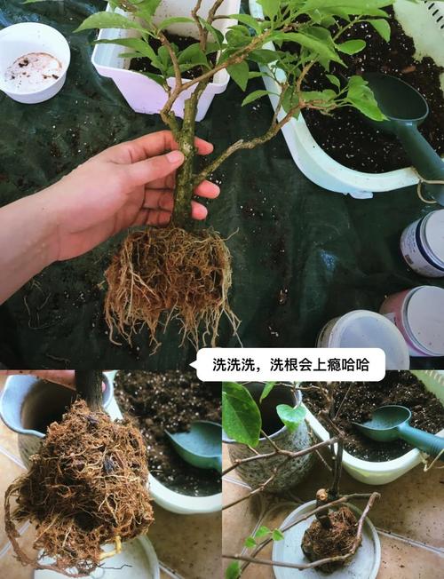 扦插三角梅后多久移盆?扦插三角梅后多久移盆合适