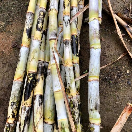 甘蔗的原产地是中国吗?甘蔗原产于哪国