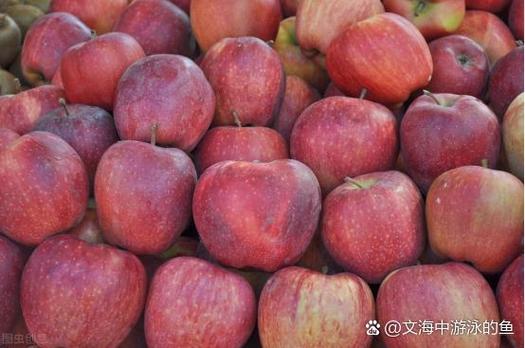 苹果为什么放很久都不会坏?为什么苹果放几个月都不烂