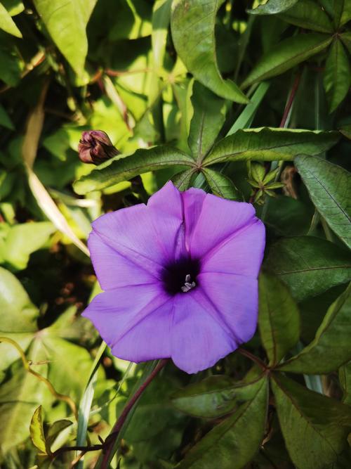 喇叭花长什么样子?喇叭花长什么样子图片喇叭花有毒吗