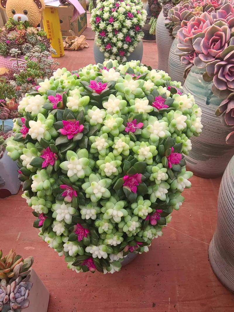 青州花卉批发市场地址在哪里?青州花卉市场位置