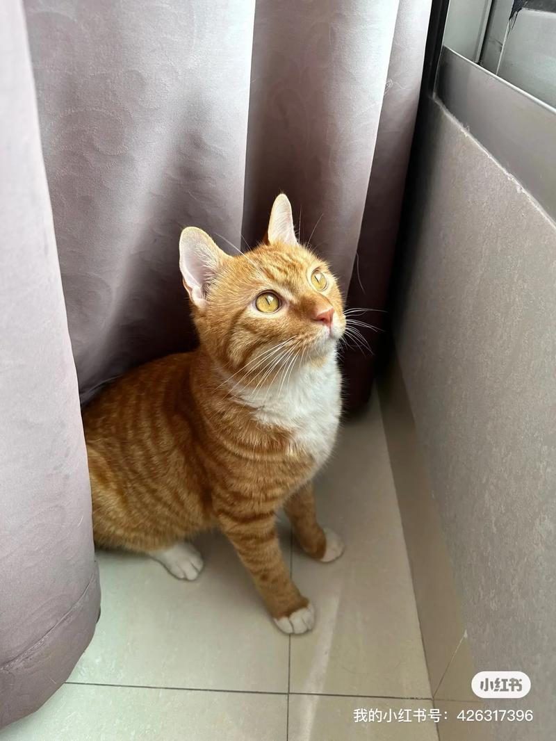 橘猫是中华田园猫么?橘猫是中华田园猫么