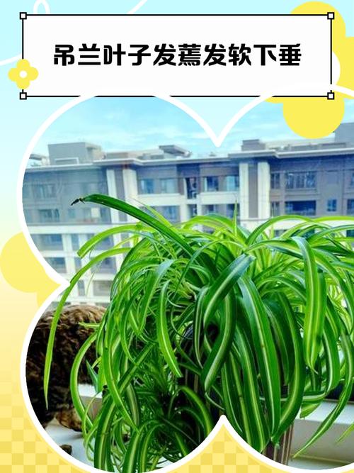 兰花耷拉叶子怎么回事儿？兰花叶下垂发软怎么办