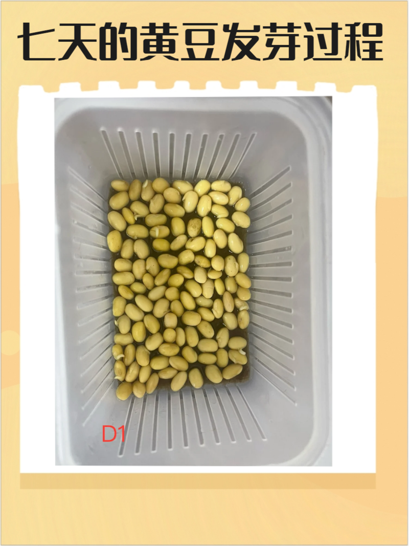 黄豆泡多长时间能发芽？黄豆泡多久能发小芽
