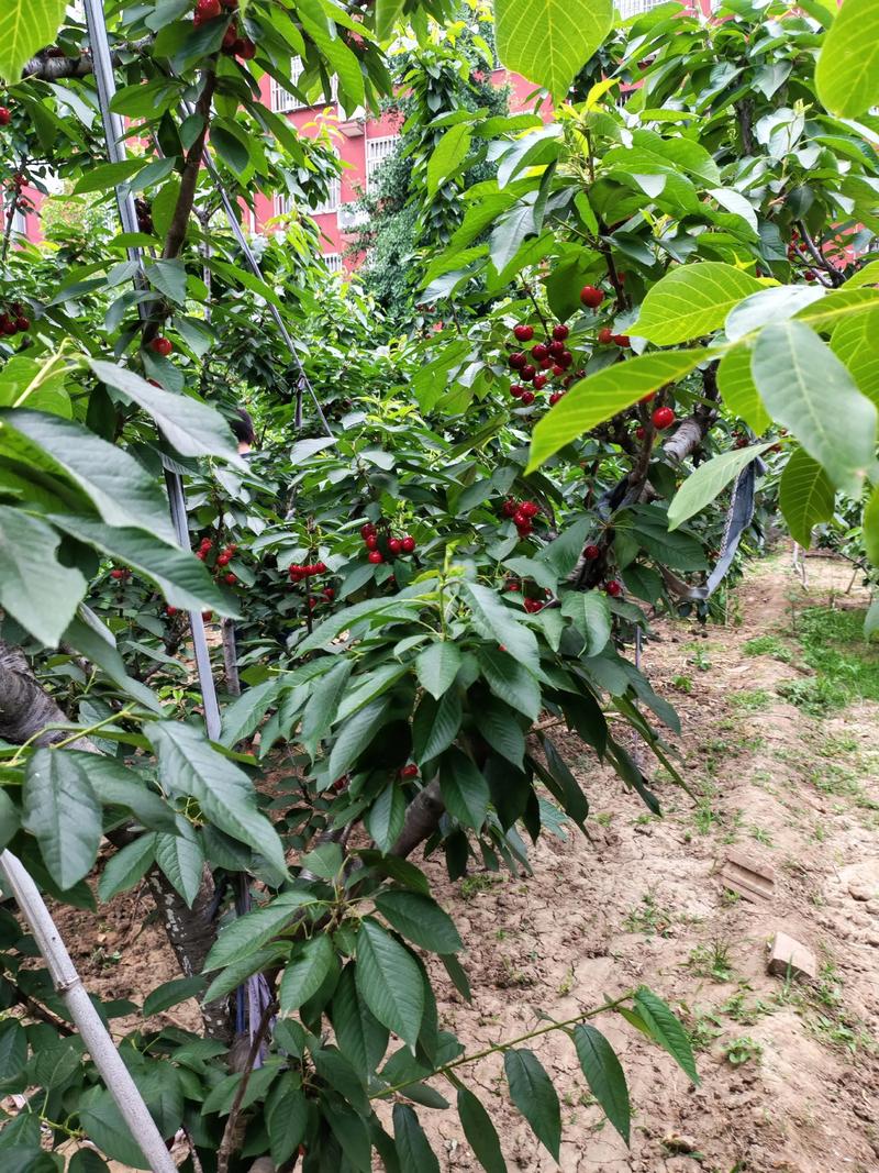 九江附近哪里可以摘樱桃？九江附近哪里可以摘樱桃树