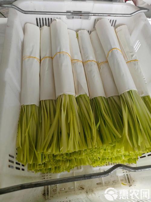 韭黄该如何保鲜时间长？韭黄怎么贮存