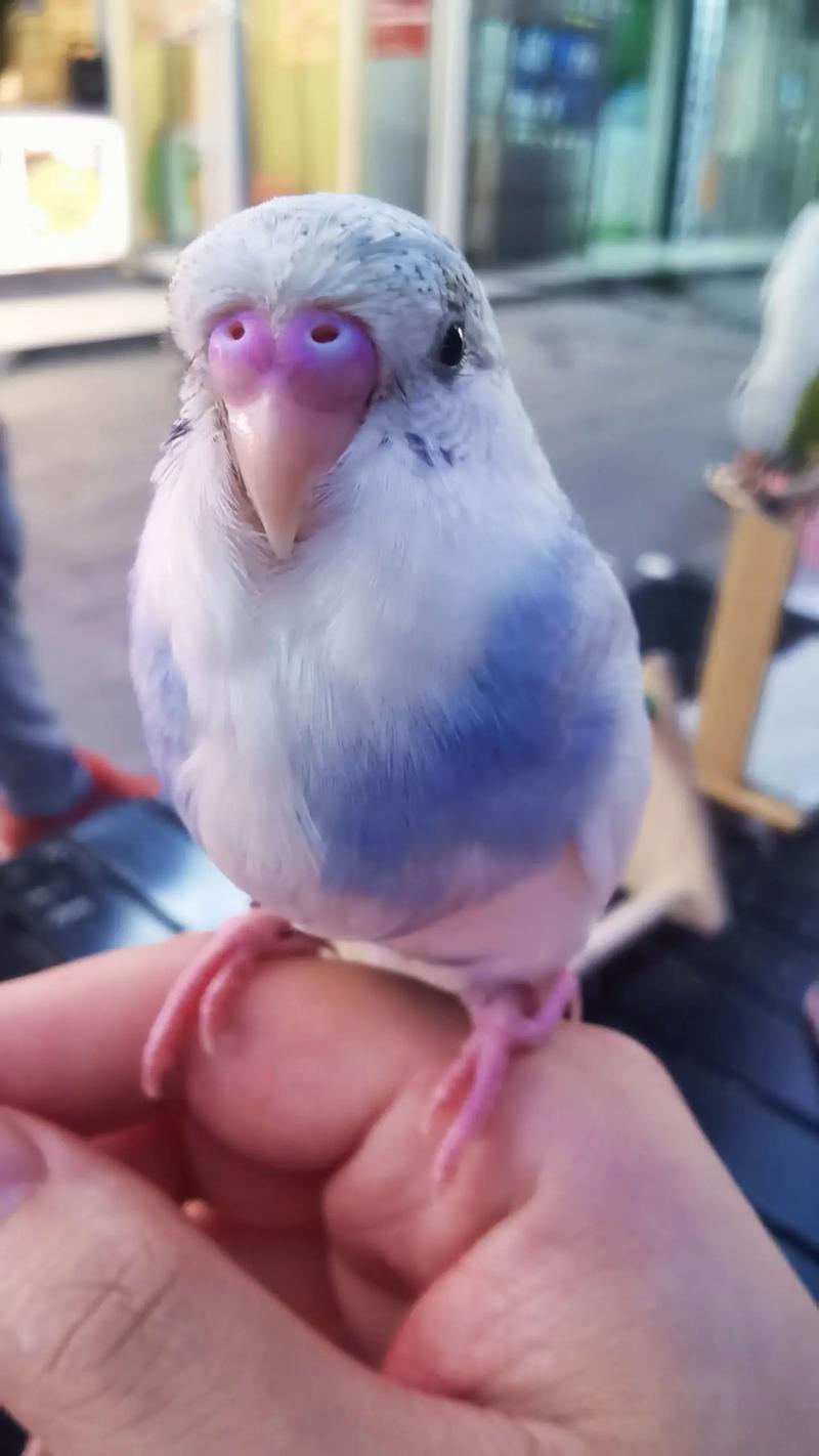 蓝色鹦鹉和白色鹦鹉生什么颜色的？蓝鹦鹉和白鹦鹉生出来是什么颜色的