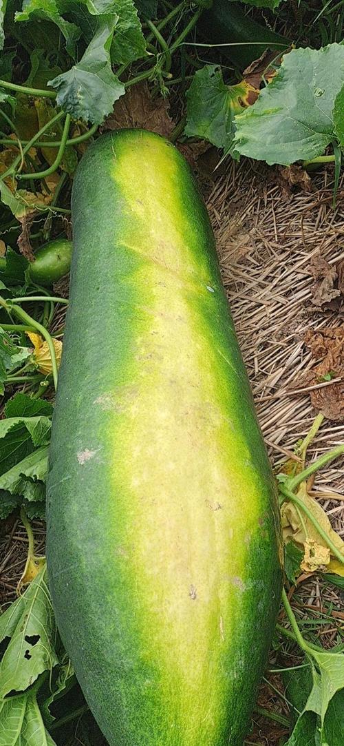 青皮冬瓜现在市场价是多少？青皮冬瓜亩产多少公斤