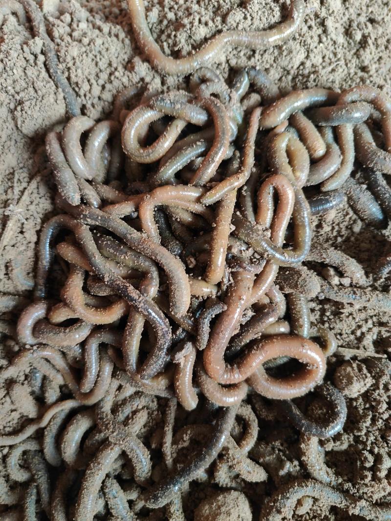 蚯蚓养殖在家怎么养不跑？养蚯蚓怎样