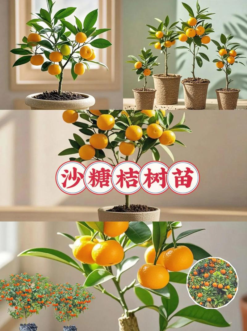 盆栽桔子在北方什么时候往室内搬进室外？盆栽桔子什么时间移出室外