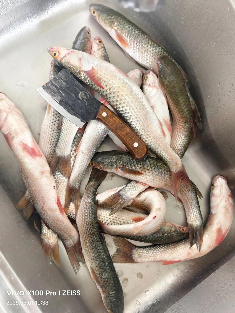 求卤鱼的做法大全？求卤鱼的做法大全视频