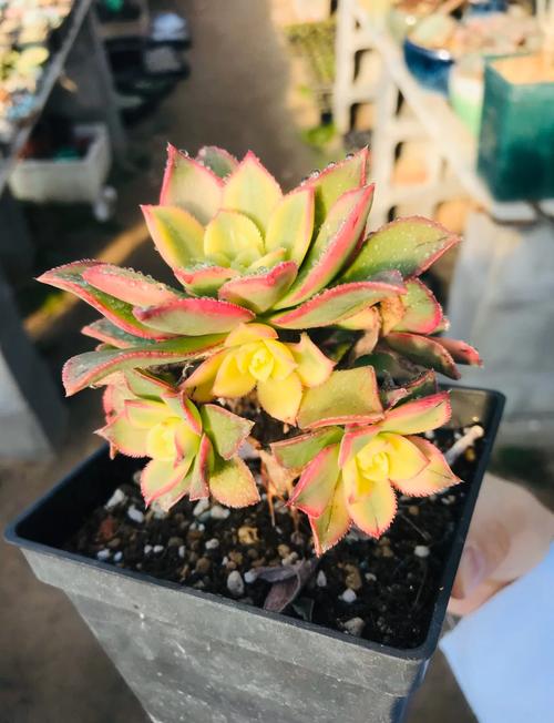 多肉如何安全过夏？多肉植物怎么安全度夏