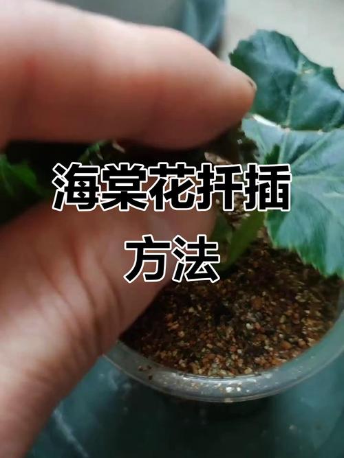 怎么扦插丽格海棠花吗?？怎么扦插丽格海棠花吗能活吗