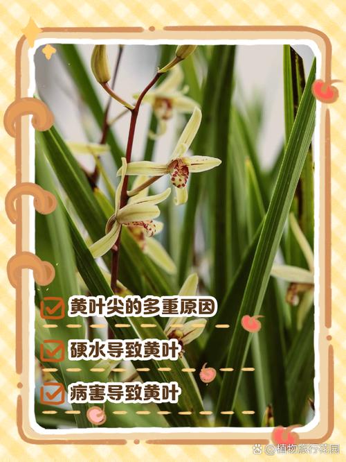 兰花叶子尖发黄怎么回事？兰花的叶子尖黄了是怎么回事