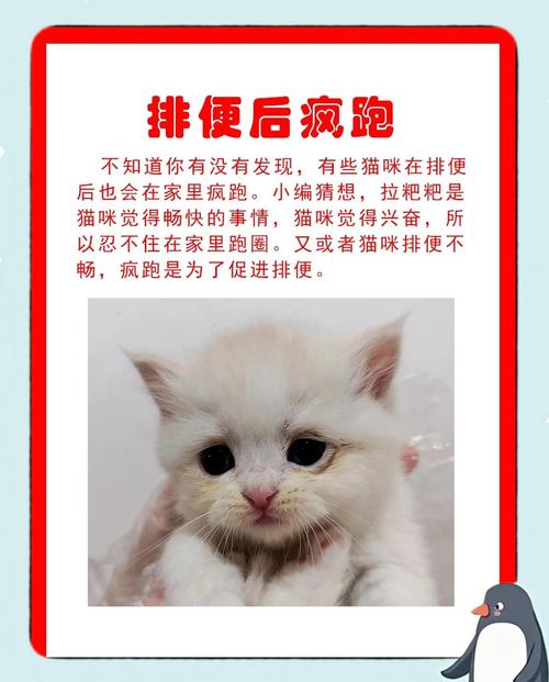 猫咪在家跑酷是什么意思？猫咪在家跑酷是不是不舒服