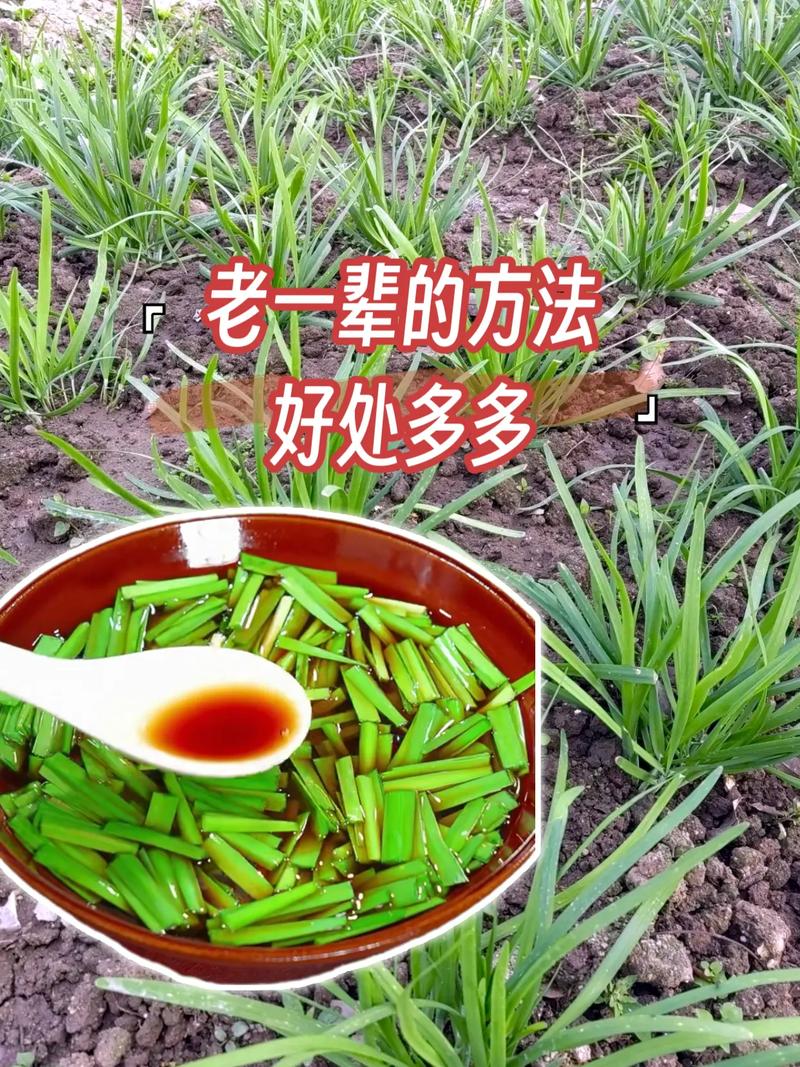 韭菜根如何腌制好吃？韭菜根如何腌制好吃视频