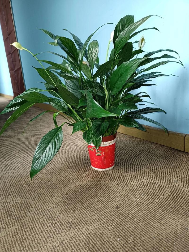 万年青用什么花盆?适合万年青的花盆