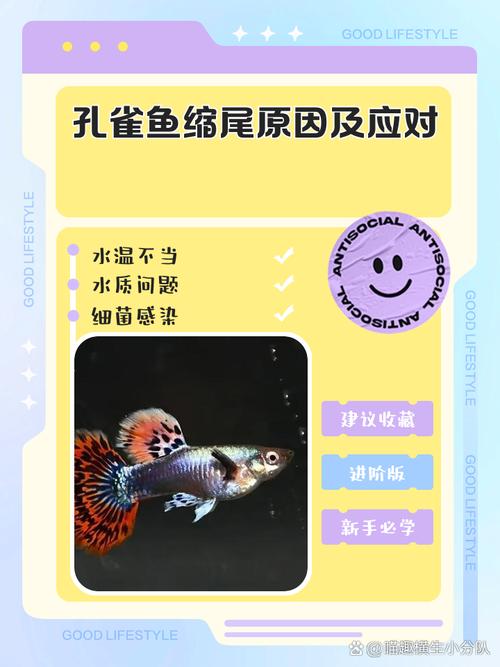 孔雀鱼缩尾快速治疗法？孔雀鱼缩尾死亡是咋回事