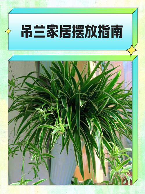 吊兰能放在卧室里吗?吊兰可以放在卧室吗有什么说法