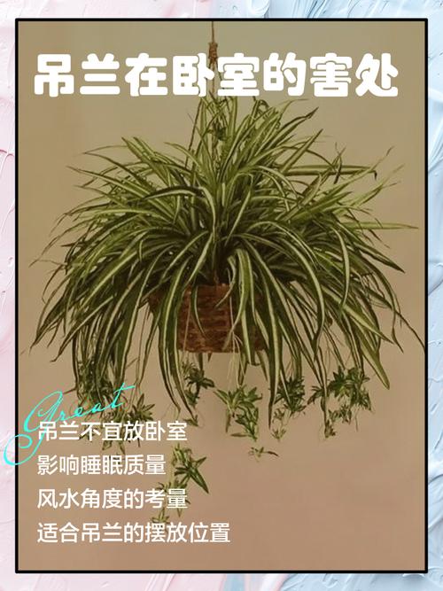吊兰能放在卧室里吗?吊兰可以放在卧室吗有什么说法