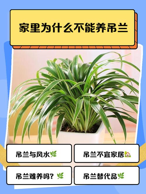 吊兰能放在卧室里吗?吊兰可以放在卧室吗有什么说法