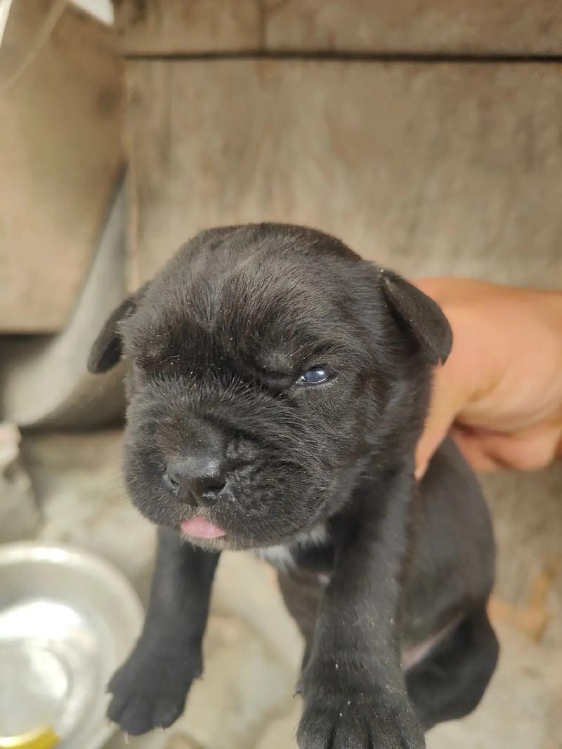 卡斯罗幼犬如何挑选？卡斯罗幼犬怎么看品相带图