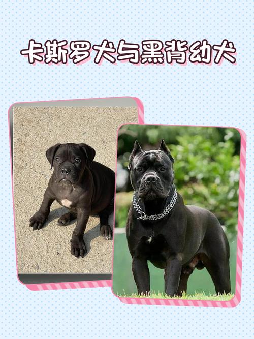 卡斯罗幼犬如何挑选?卡斯罗幼犬怎么看品相带图