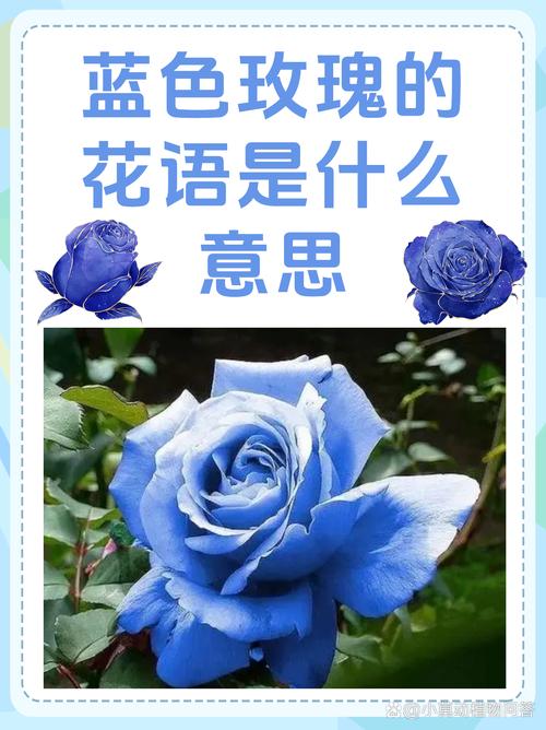蓝色玫瑰花代表什么意思？玫瑰花表示什么意思
