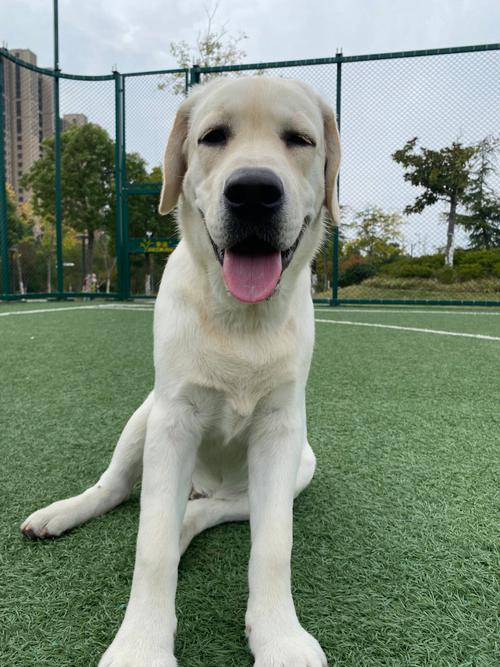 拉布拉多几个月就可以吃肉了？拉布拉多几个月才能吃水果