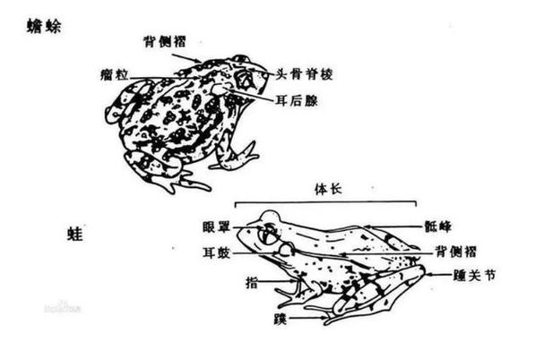 青蛙的基本结构式什么的简单介绍
