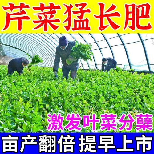 芹菜中后期用什么肥料？芹菜中后期是怎么肥好