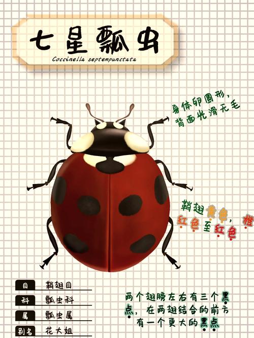 瓢虫喜欢在什么地方生活?瓢虫喜欢生活在哪里