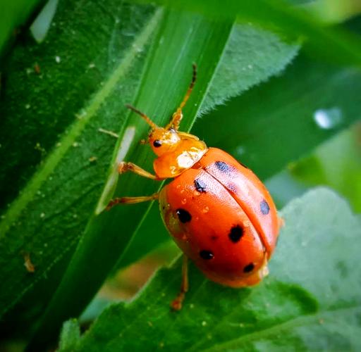瓢虫喜欢在什么地方生活?瓢虫喜欢生活在哪里