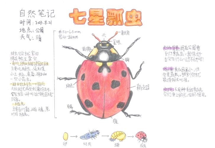 瓢虫喜欢在什么地方生活?瓢虫喜欢生活在哪里