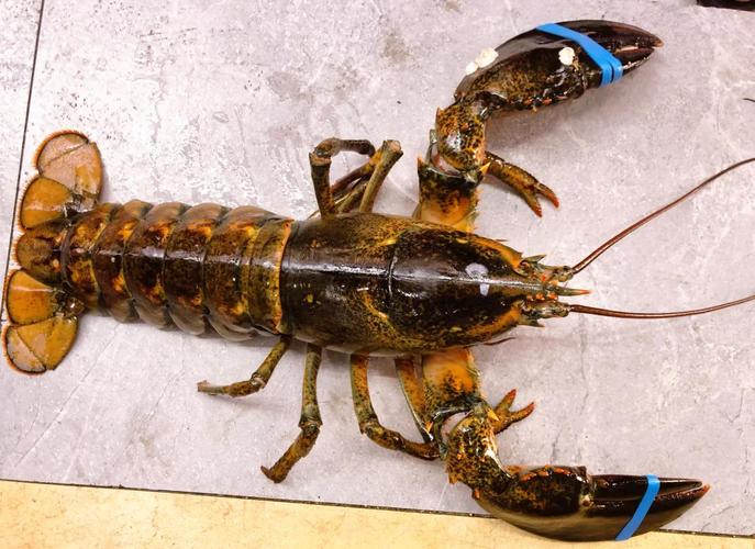 青岛哪里的海鲜便宜又新鲜?青岛那个地方海鲜最便宜