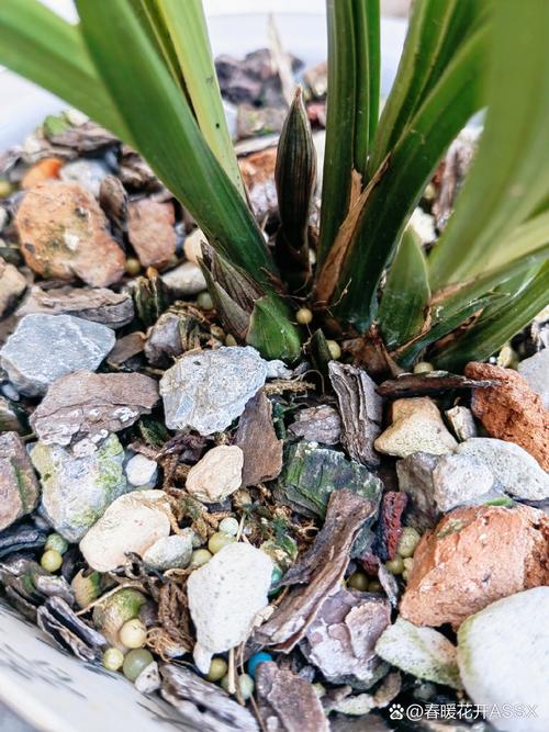 兰花打了花苞却又死了?兰花打花苞了还能换盆吗