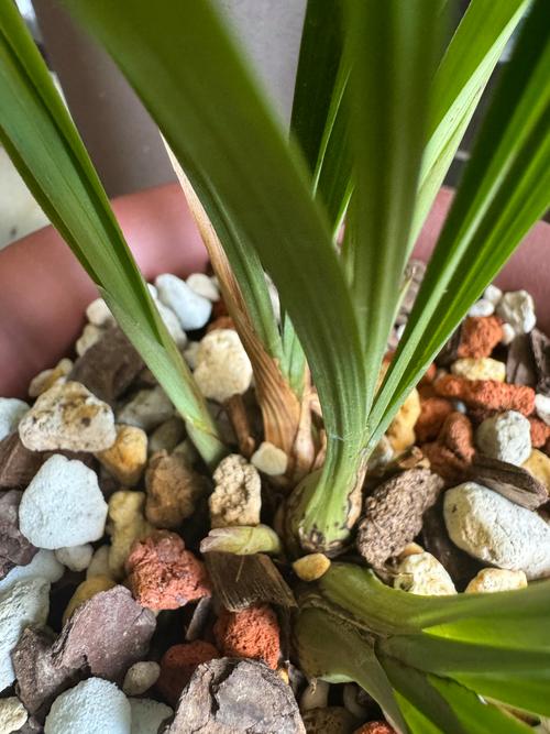 兰花打了花苞却又死了?兰花打花苞了还能换盆吗