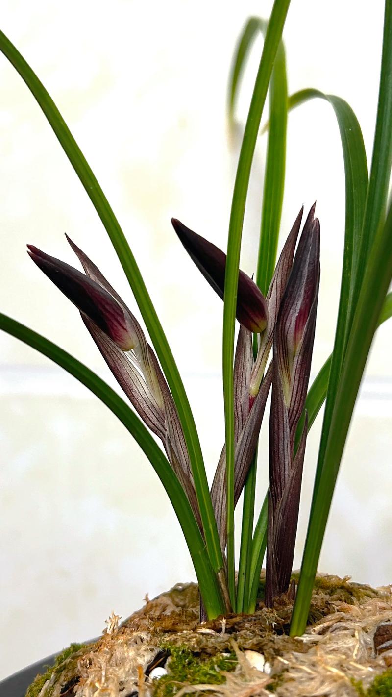 兰花打了花苞却又死了?兰花打花苞了还能换盆吗